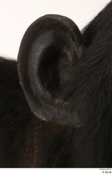 Ear Ape Animal photo references